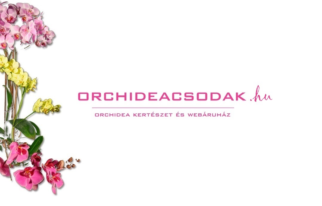 nonapi orchidea virag es viragzo bonsai vasarlas rendeles a marczika kerteszet webaruhaz kinalatabol nonap